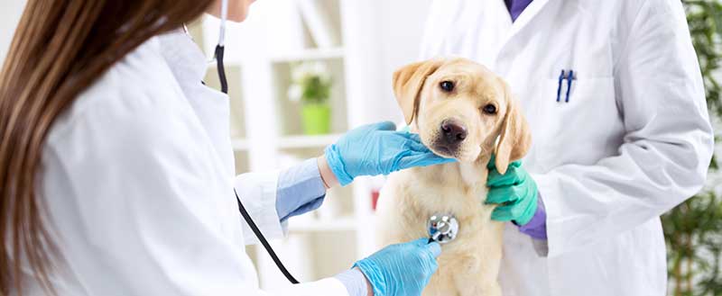 【狗狗的心絲蟲】